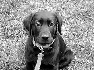 Covina as a puppy looking at camera while sitting