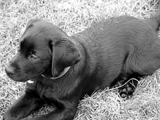 Covina as a puppy lying down in grass