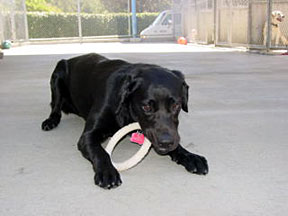 Cynthia laying down and chewing on a yellow ring