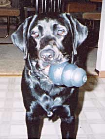 Cynthia with a kong in her mouth like a cigar.