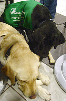 Cynthia and her Mom, Alda are under a  cafe table chewing on nylabones.
