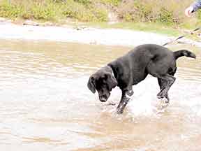 Cynthia standing in the ocean looking down at her feet