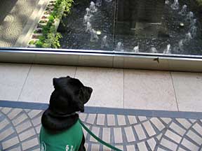 Cynthia sitting in an mall watching a butterfly on the window ledge.