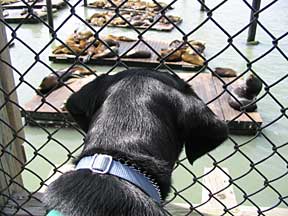 Cynthia looking at seal lions on floating docks