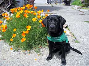 Cynthia sitting next to orange poppy flowers in a patio
