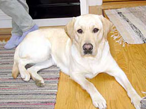 Yellow lab named Alda lying on the kitchen floor