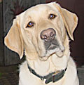 mug shot of Alda, a female yellow lab